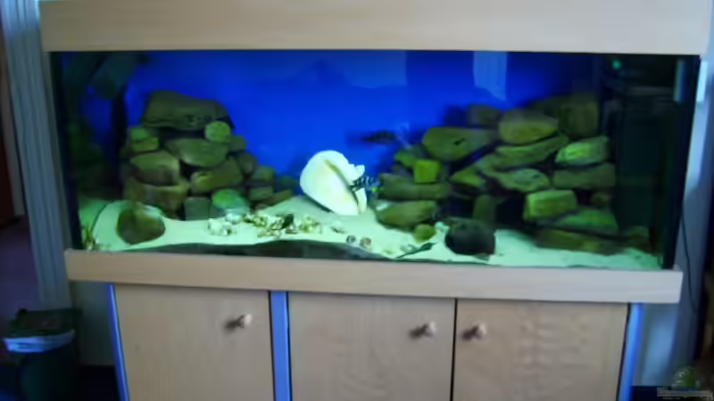450l.Tanganjikasee-aquarium von Tobias Kersting (2)