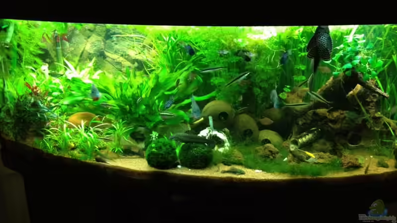 450Liter geb. Frontscheibe von Thomas Bachl (1)