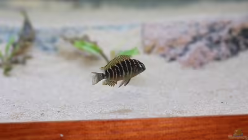 4cm von Keule73 (25)