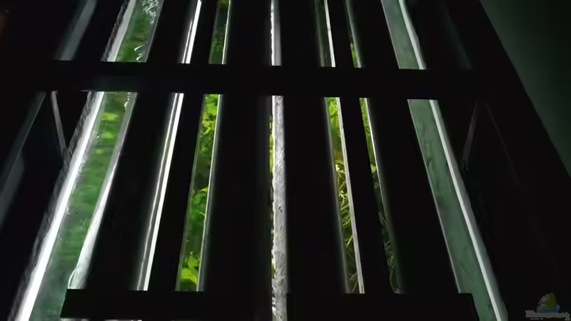 4x39Watt T5 von Micha... (39)