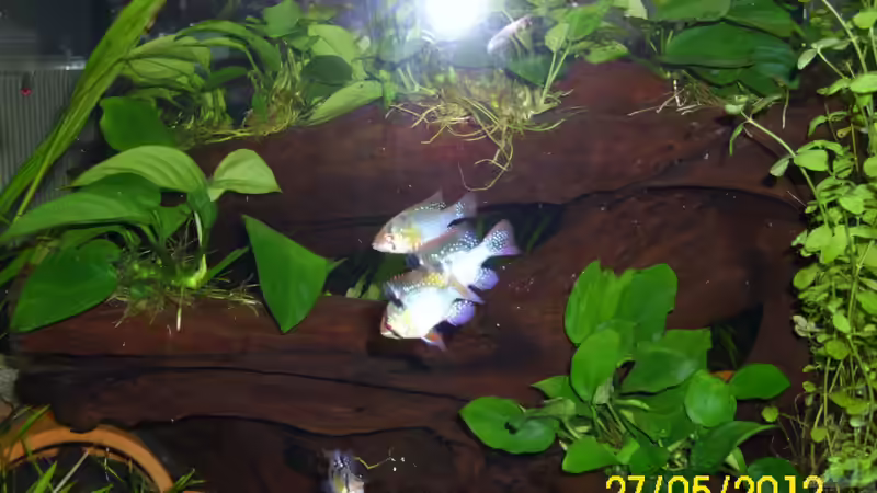 4xSBB Zwar mit Blitz, aber bessere Farben von Günther Kröger (55)