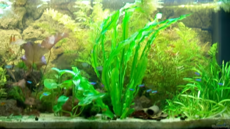 5. Mai 2008 von mgrafix (4)