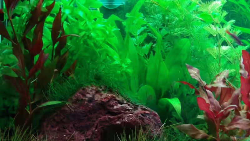 5. Mai 2008 von Thomas Weyhofen (5)