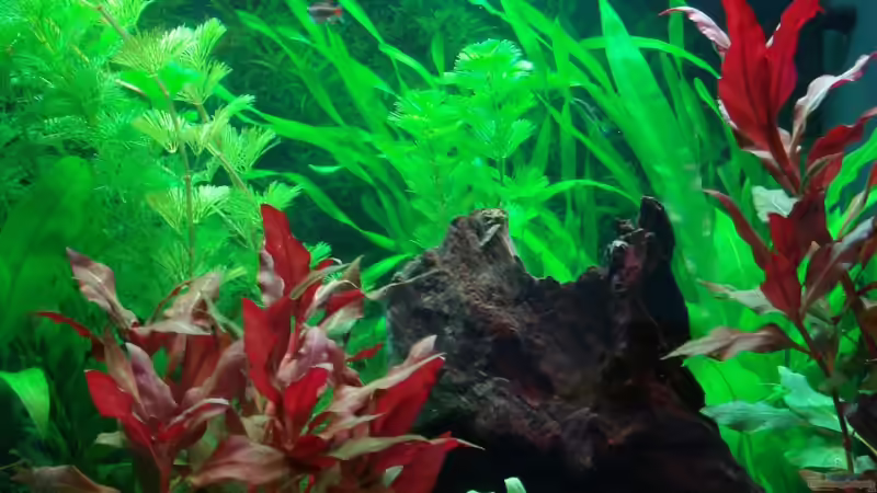 5. Mai 2008 von Thomas Weyhofen (6)