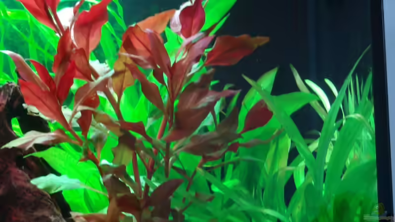 5. Mai 2008 von Thomas Weyhofen (7)