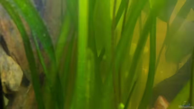 5.) Vallisneria americana (Riesenvallisnerie) von Ravenclaw57 (14)