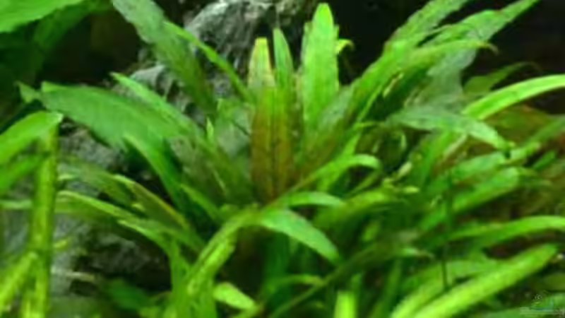 5. Wendts grüner Wasserkelch von Daniela (10)