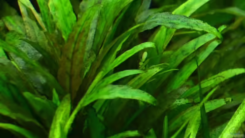 5. Wendts grüner Wasserkelch von Daniela (8)