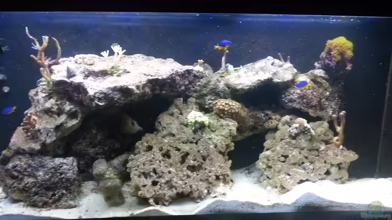 5. Woche nach Wassereinfüllen von Tim1979 (12)