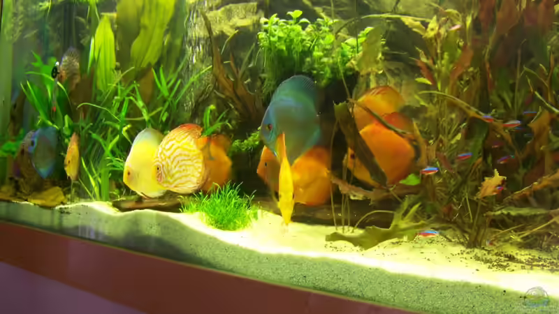 5/2012 von Silke (28)