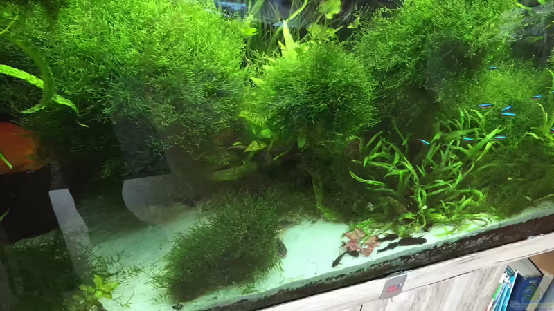 5/2016 von signo (21)