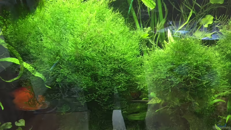 5/2016 von signo (22)