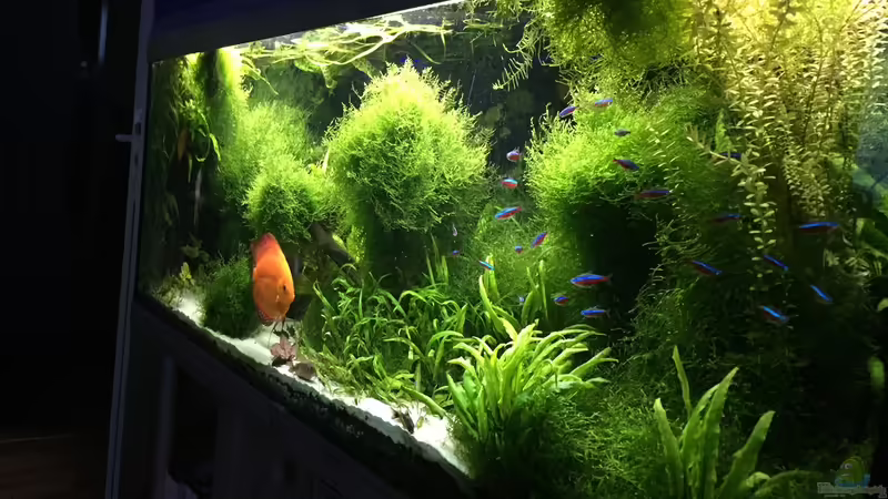 5/2016 von signo (23)