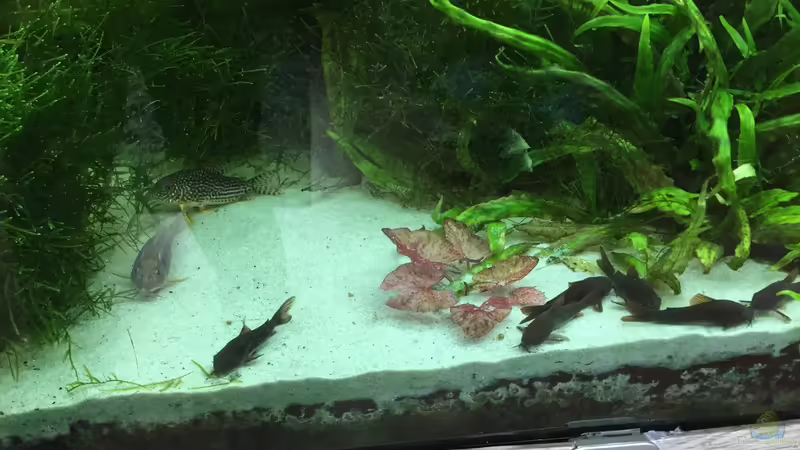 5/2016 von signo (24)