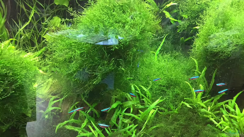 5/2016 von signo (25)