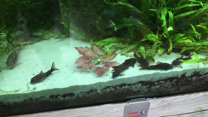 5/2016 von signo (26)