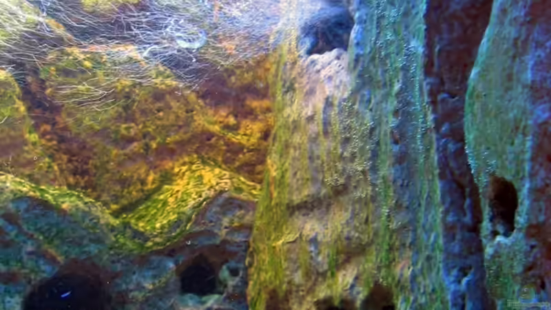 5.4.07 In der Rückwand eingebaut - Eheim PowerLine 2252  von Dennis V12 (23)