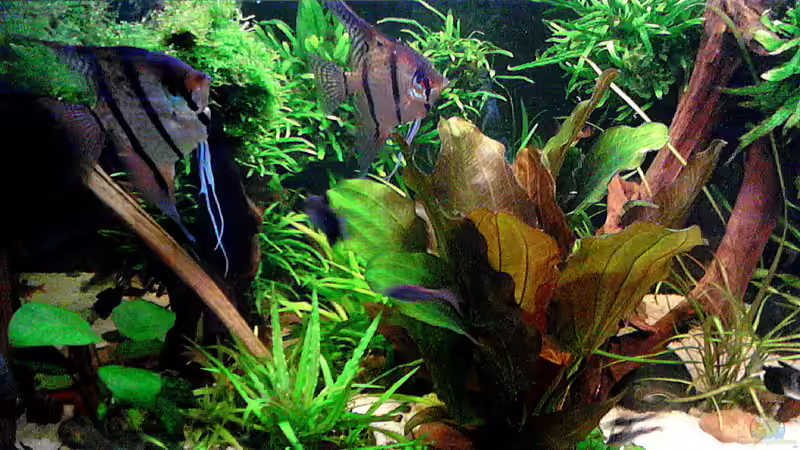 5.5..2016 Echinodorus Reni von Grünhexe (83)