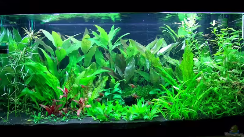 5.5.2009 von Stefan S. (4)