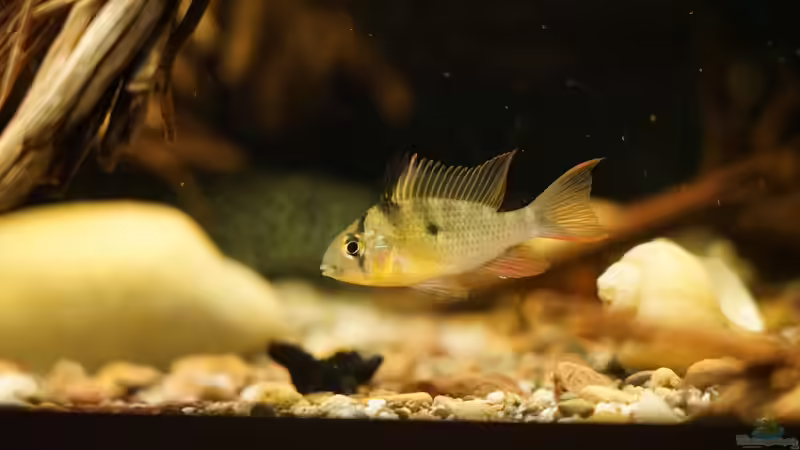 5 Bolivianische Schmetterlingsbuntbarsche von Jonas B. (57)