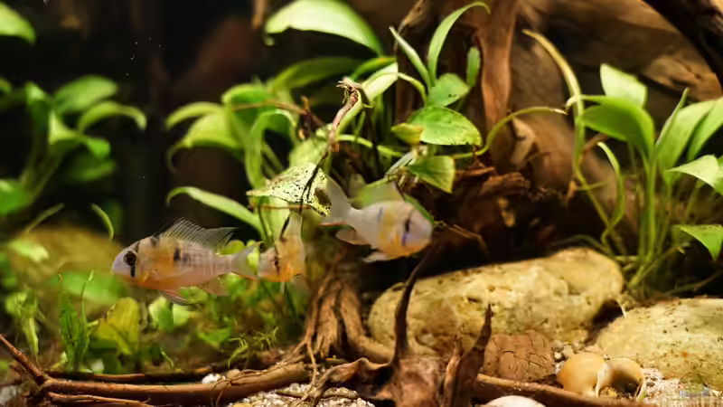 5 Bolivianische Schmetterlingsbuntbarsche von Jonas B. (58)