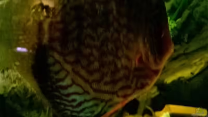 5.Diskus von 5 von Lars Ascher (56)