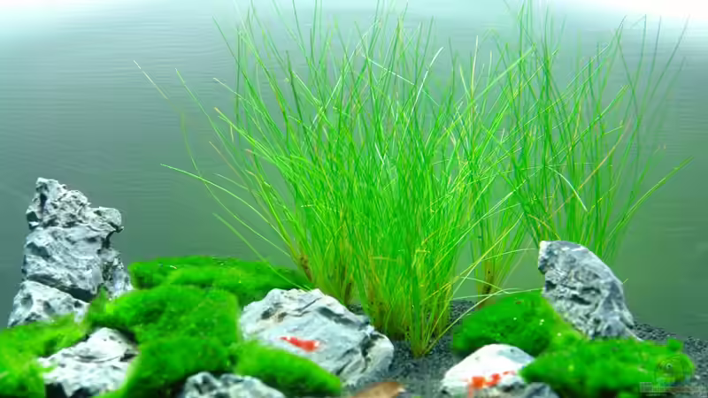 5 Liter Nano von Marc Posunko