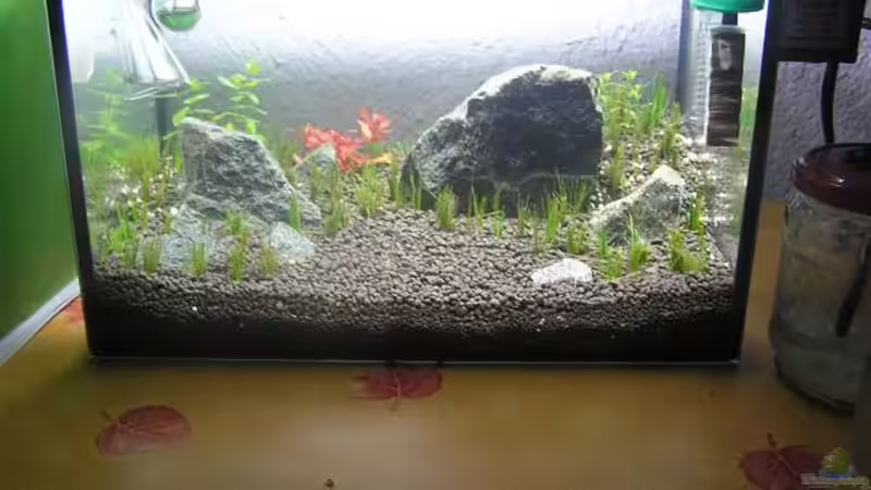 5 Minuten nach Wassereinlass von niva (2)