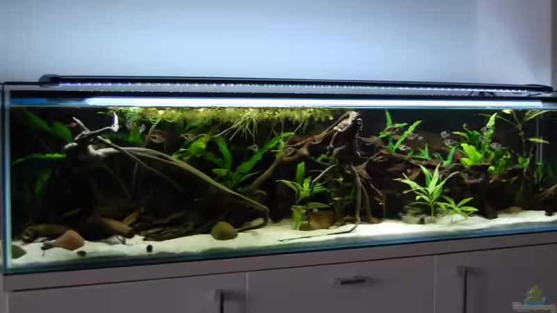 5 Monate nach Inbetriebnahme des Beckens... von Berlin42 (23)