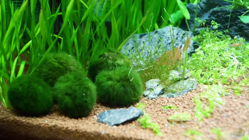 5 Moosbälle - fertig zum Abweiden von Guido Seifert (11)