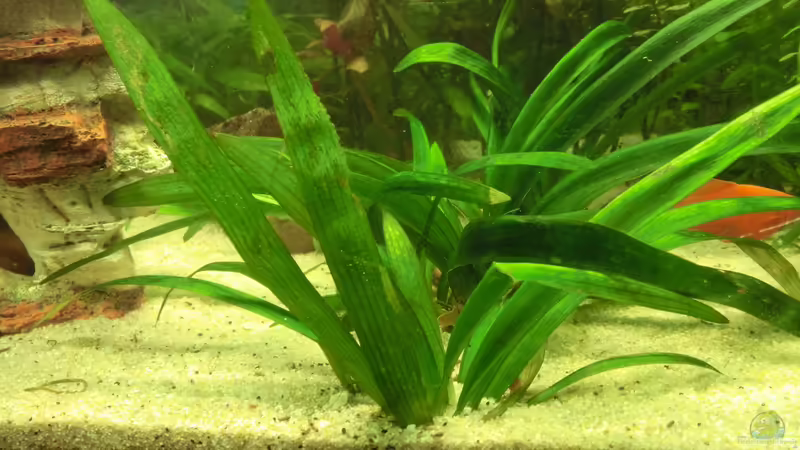 5 neue Ableger von Inai Whang (14)