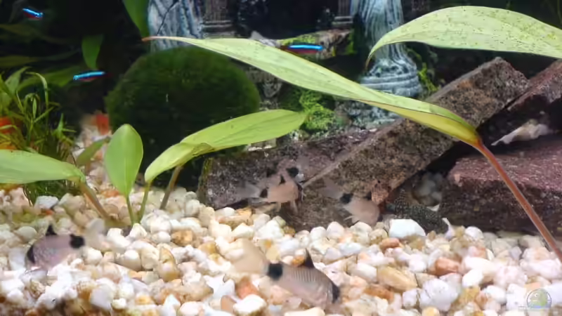 5 Pandawelse beim fressen von Oli (20)