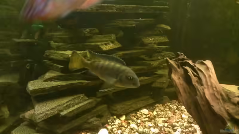 5 Stück Pseudotropheus elongatus mpanga von Thorsten Krupp (8)