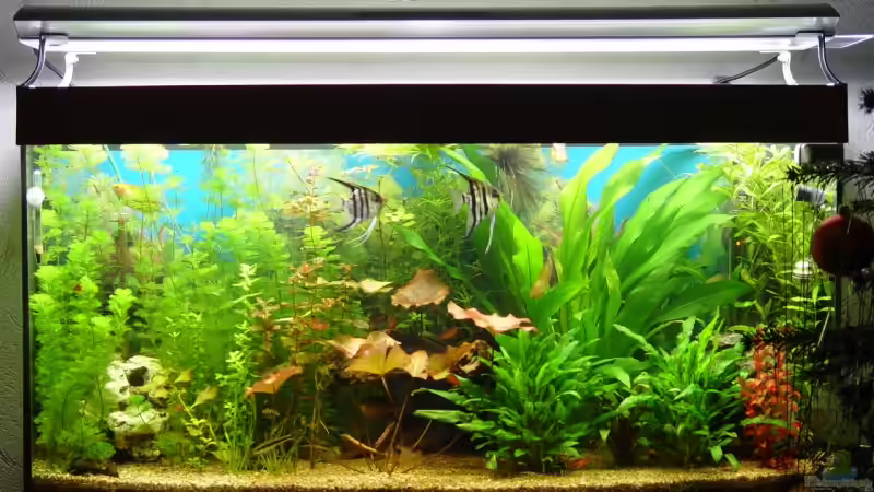 5 von Alexander Schilke (5)