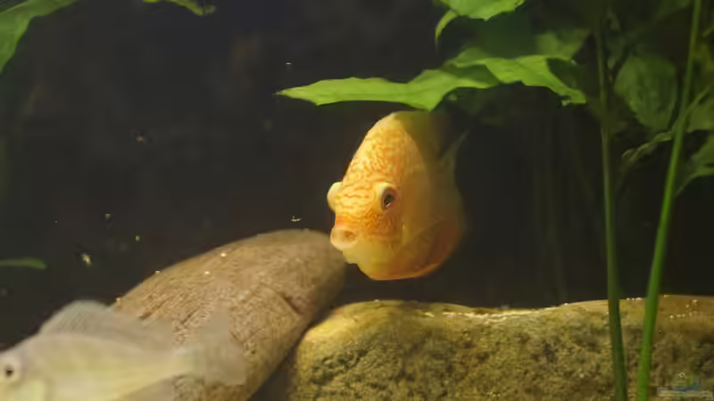 5 von Birkenzeisig (10)