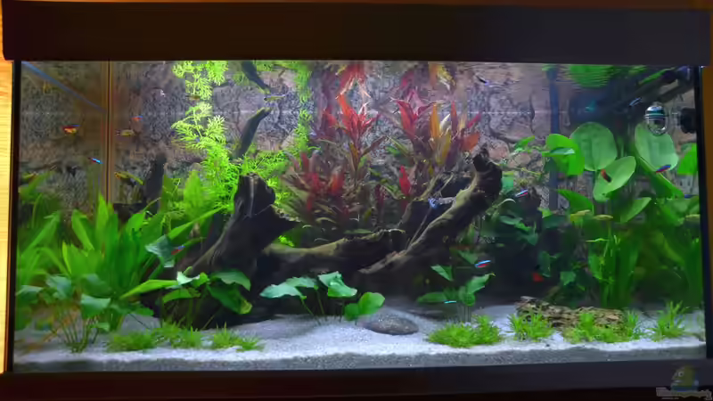 5 Wochen Jung von JPA (1)