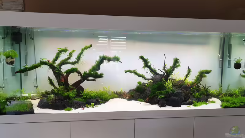 5 Wochen Laufzeit  von Tobi2013 (38)