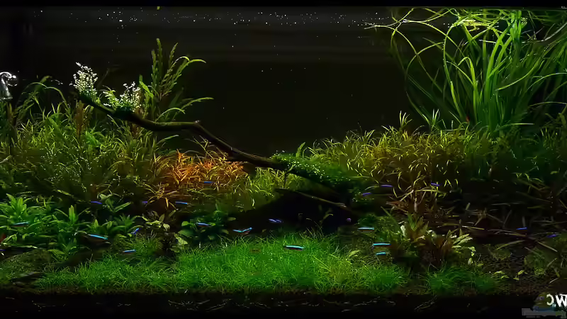 5 Wochen nach Einrichtung von Konzi (10)