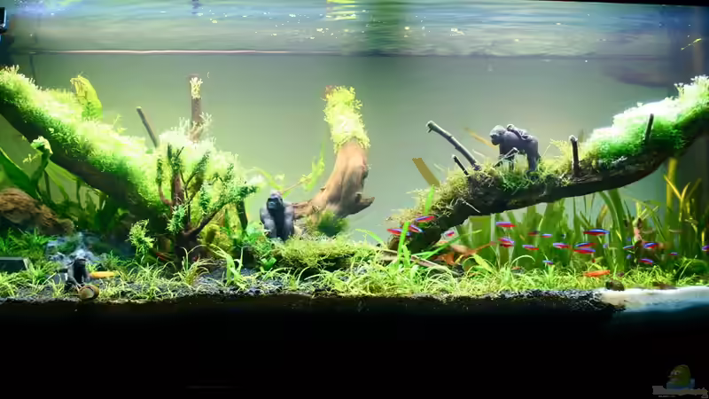 5 Wochen nach Einrichtung von xstedt (6)