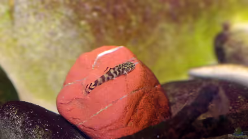 5 Wochen später, Größe ca. 1cm von Nico NK (22)