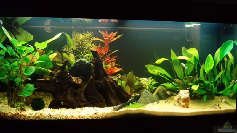 5 wochen später sind die Pflanzen schon ordentlich gewachsen von Meike J. (4)