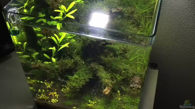 5 Wochen von Ayahuasca (62)