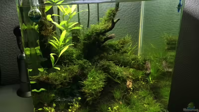 5 Wochen von Ayahuasca (63)