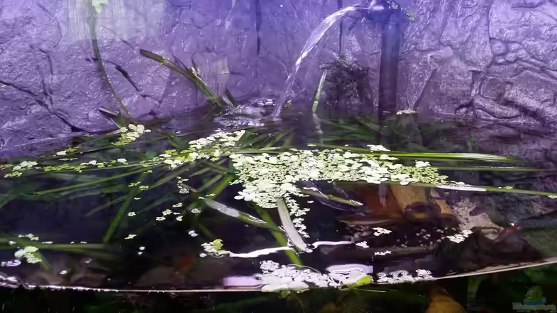 50 % Schwimmpflanzen sind schön zu sehen von Steffen und Felix (63)