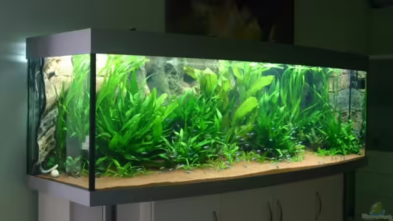 50 Tage nach der Einrichtung von Gerd Gerok (2)