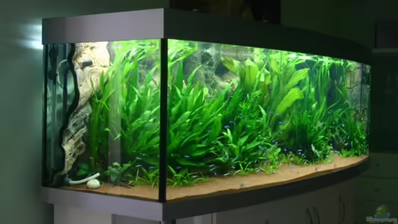 50 Tage nach der Einrichtung von Gerd Gerok (3)