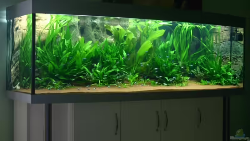 50 Tage nach der Einrichtung von Gerd Gerok (4)