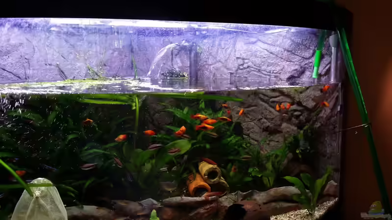 50% Wasserwechsel von Steffen und Felix (45)