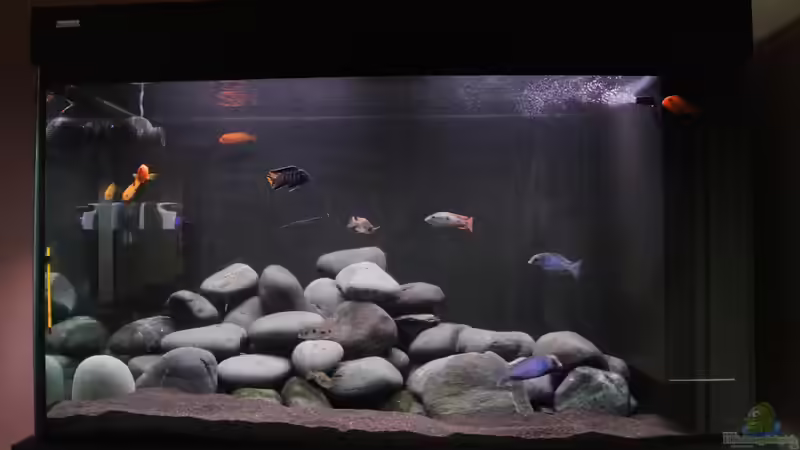 500 Liter Malawisee Becken von raho (1)