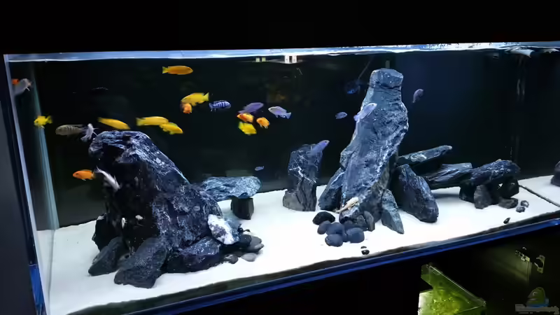 500L Malawibecken African Cichlid Tank von nadja9500 (1)